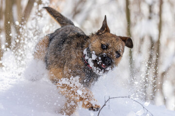 Cute little Border terrier puppy. Little dog in winter time on the snow.