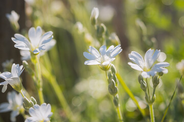 White spring flowers close-up on a blurry background. Jaskolka felt Cerastium tomentosum is a beautiful summer flower. Flowers in selective focus. Bright sunny natural background. Garden Decoration