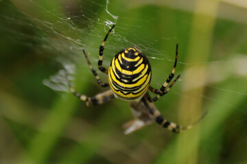Argiope frelon --- Argiope fasciée (Argiope bruennichi)