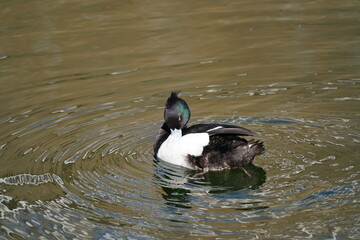 tufted duck in the sea