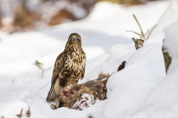 Common buzzard ( buteo buteo ) feeding food . Wildlife scenery, winter time, snow background. Birds of prey, Predator.