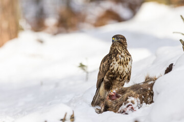 Common buzzard ( buteo buteo ) feeding food . Wildlife scenery, winter time, snow background. Birds of prey, Predator.