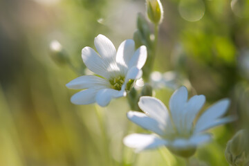 White spring flowers close-up on a blurry background. Jaskolka felt Cerastium tomentosum is a beautiful summer flower. Flowers in selective focus. Bright sunny natural background. Garden Decoration