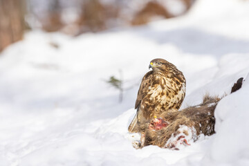 Common buzzard ( buteo buteo ) feeding food . Wildlife scenery, winter time, snow background. Birds of prey, Predator.