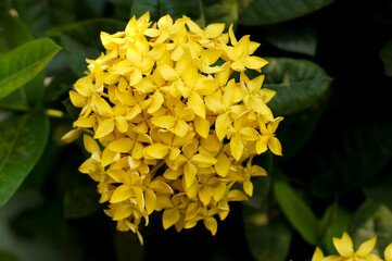 close up of yellow flower
