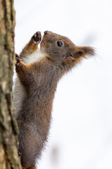 Red squirrel, (Sciurus vulgaris) Cute arboreal, omnivorous rodent . Portrait of eurasian squirrel in winter time.