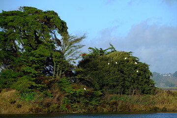 A tree with some egrets on a tree.