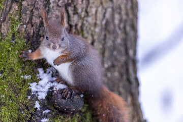 Naklejka na ściany i meble Red squirrel, (Sciurus vulgaris) Cute arboreal, omnivorous rodent . Portrait of eurasian squirrel in winter time.