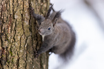 Red squirrel, (Sciurus vulgaris) Cute arboreal, omnivorous rodent . Portrait of eurasian squirrel in winter time.