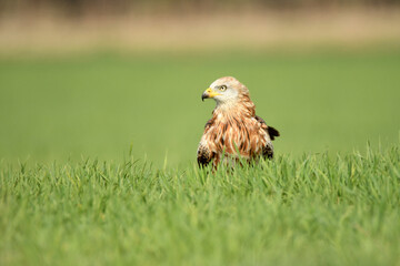 Red kite poses on the rocks in the mountains of Avila. Avila.Spain