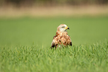 Red kite poses on the rocks in the mountains of Avila. Avila.Spain