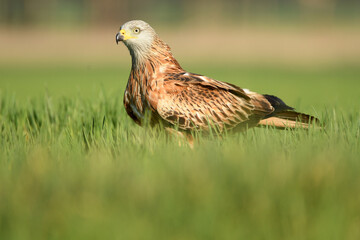 Red kite poses on the rocks in the mountains of Avila. Avila.Spain