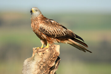 Red kite poses on the rocks in the mountains of Avila. Avila.Spain