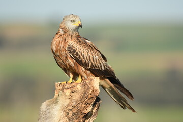 Red kite poses on the rocks in the mountains of Avila. Avila.Spain