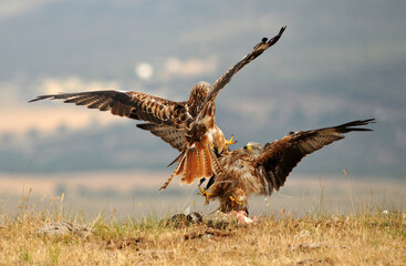Red kite poses on the rocks in the mountains of Avila. Avila.Spain