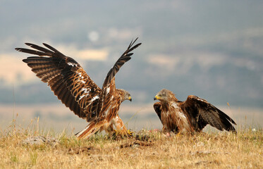 Red kite poses on the rocks in the mountains of Avila. Avila.Spain