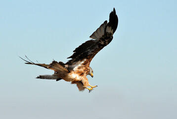 Red kite poses on the rocks in the mountains of Avila. Avila.Spain