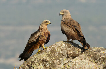 Black kite poses on the rocks in the mountains of Avila. Avila.Spain