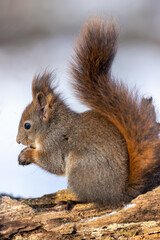 Red squirrel, (Sciurus vulgaris) Cute arboreal, omnivorous rodent . Portrait of eurasian squirrel in winter time.