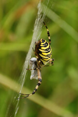 Argiope frelon --- Argiope fasciée (Argiope bruennichi)