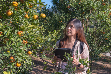 Woman gardener use modern technology in orange gardening business. New technology agriculture,...