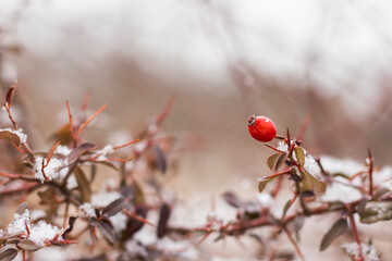 Snow on the plant, winter snow macro