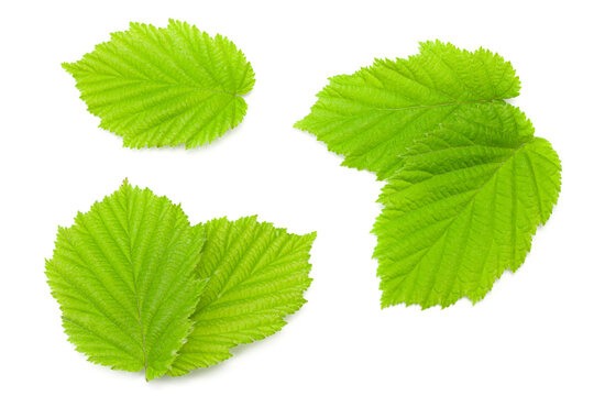 hazelnut leaves isolated on white background. clipping path. top view