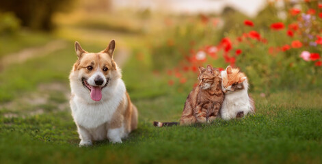 cute corgi dog puppy is sitting on a summer meadow and looking at two loving cats caressing