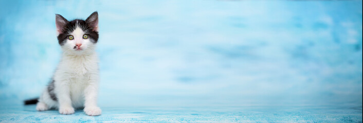 Charming beautiful kitten sits on a blue background, charming and funny, attracts attention. Black-white cat lies and looks forward. Copy space for text.