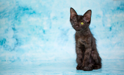 Black one-eyed cat on a blue background. The concept of cruelty and protection of animals. Unhappy...