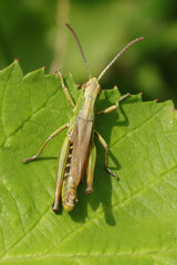 Criquet des pâtures (Pseudochorthippus parallelus)
