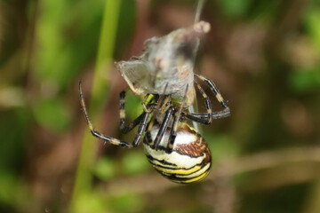 Argiope frelon --- Argiope fasciée (Argiope bruennichi)
