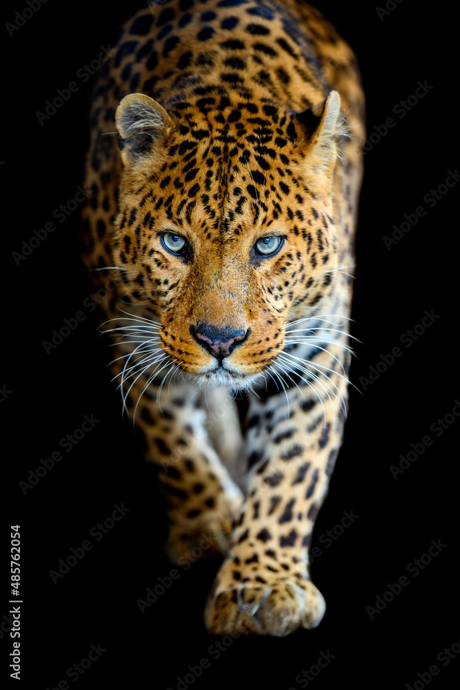 Canvas Prints close up big leopard isolated on black background
