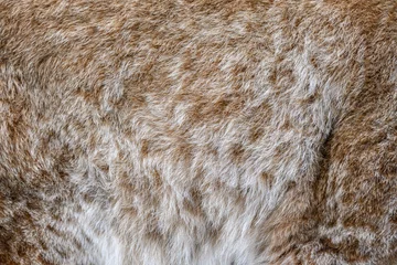 Zelfklevend Fotobehang Lynx pattern design. Real fur texture. Animal print pattern tile background © byrdyak