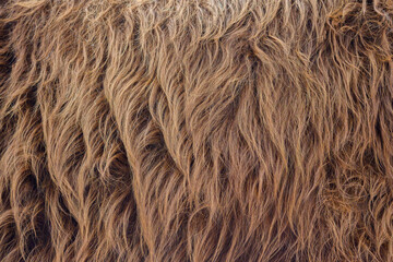 Highland Cattle pattern design. Real fur texture. Animal print pattern tile background