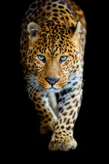 Foto auf Acrylglas Leopard Großer Leopard isoliert auf schwarzem Hintergrund hautnah