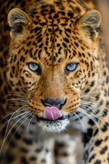 Fotobehang Portret van een volwassen luipaard met een close-up © byrdyak