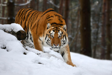 tiger looks out from behind the trees into the camera. Tiger snow in wild winter nature - obrazy, fototapety, plakaty