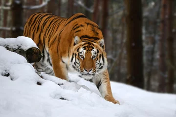 Wandcirkels tuinposter tiger looks out from behind the trees into the camera. Tiger snow in wild winter nature © byrdyak