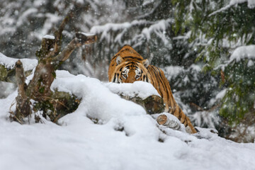 tiger looks out from behind the trees into the camera. Tiger snow in wild winter nature - obrazy, fototapety, plakaty