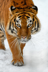 Portrait closeup Adult Tiger in cold time. Tiger snow in wild winter nature