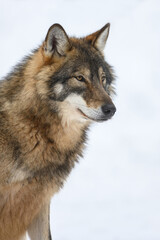 Obraz premium Gray wolf in the winter forest. Wolf in the nature habitat