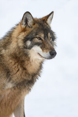 Gray wolf in the winter forest. Wolf in the nature habitat