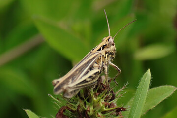 Chorthippus biguttulus-group
