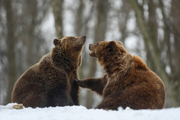 Obraz premium Close-up two brown bear in winter forest. Danger animal in nature habitat. Big mammal. Wildlife scene