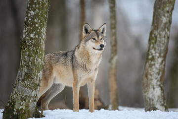 Obraz premium Gray wolf in the winter forest. Wolf in the nature habitat