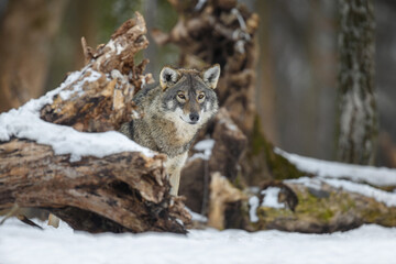 Naklejka na ściany i meble Gray wolf in the winter forest. Wolf in the nature habitat