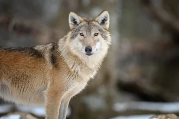 Foto op Plexiglas Gray wolf in the winter forest. Wolf in the nature habitat © byrdyak