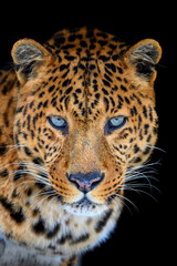 Fototapeta na wymiar Close up big leopard isolated on black background