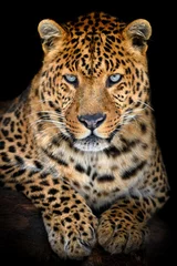Foto op Plexiglas Close-up van grote luipaard geïsoleerd op zwarte achtergrond © byrdyak